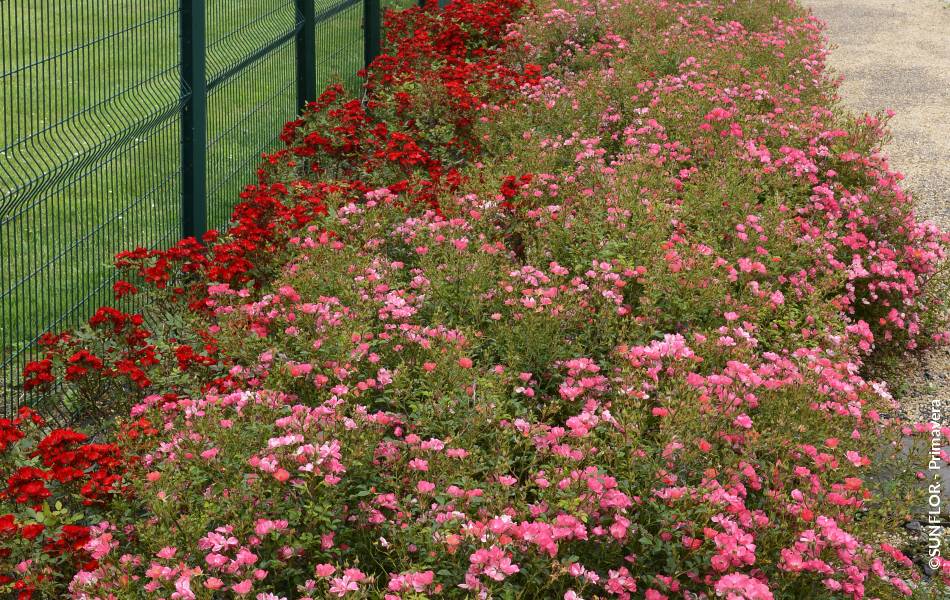 ©SUNFLOR - Primavera